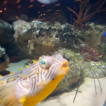 Screenshot of a video of the National Aquarium in Baltimore.