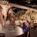 An adult and child look at a dinosaur skeleton in a display space with other dinosaur skeletons.