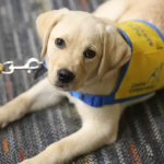 A Golden Retriever-Labrador mix puppy wearing a yellow vest lays on a carpeted floor