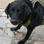 Vinny, a black lab service dog, wearing his army green service vest