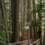 A boardwalk through the woods